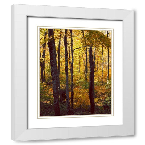 Sanctuary Woods I White Modern Wood Framed Art Print with Double Matting by Mansfield, Kathy