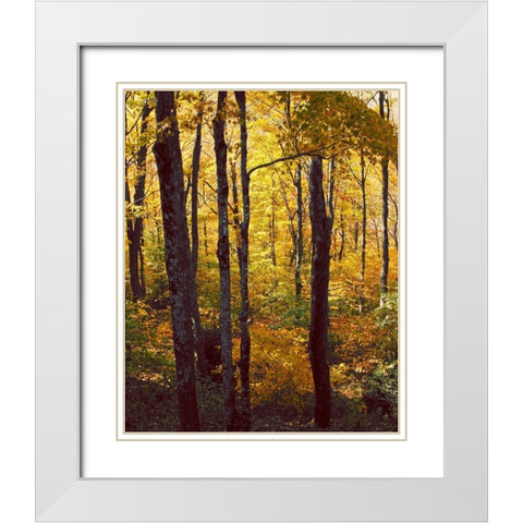 Sanctuary Woods I White Modern Wood Framed Art Print with Double Matting by Mansfield, Kathy