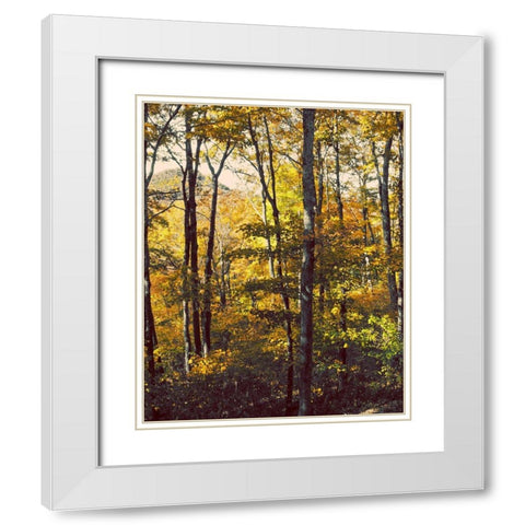 Sanctuary Woods II White Modern Wood Framed Art Print with Double Matting by Mansfield, Kathy