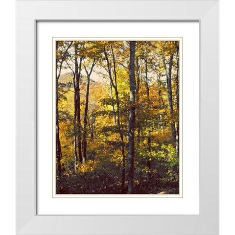 Sanctuary Woods II White Modern Wood Framed Art Print with Double Matting by Mansfield, Kathy