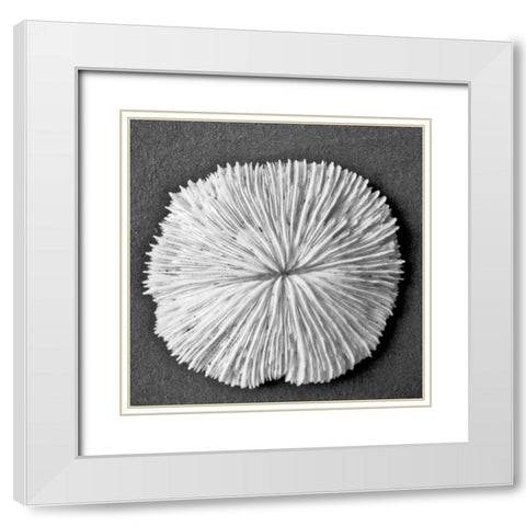 Sun Dollar I White Modern Wood Framed Art Print with Double Matting by Rodriguez, Jairo