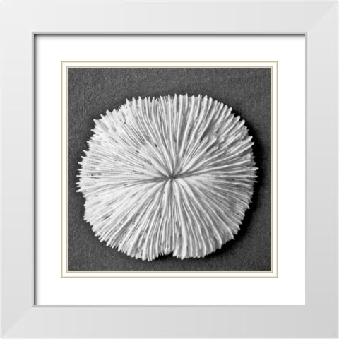 Sun Dollar I White Modern Wood Framed Art Print with Double Matting by Rodriguez, Jairo