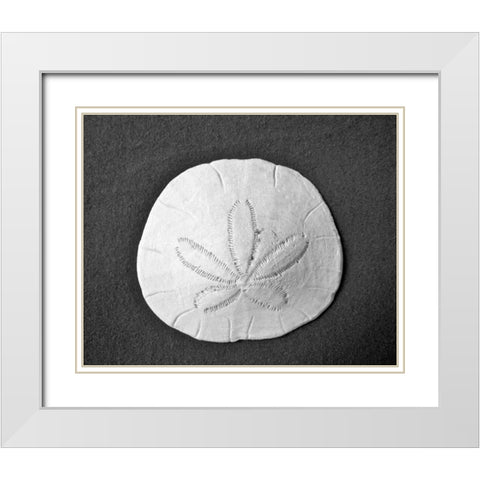 Sand Dollar II White Modern Wood Framed Art Print with Double Matting by Rodriguez, Jairo