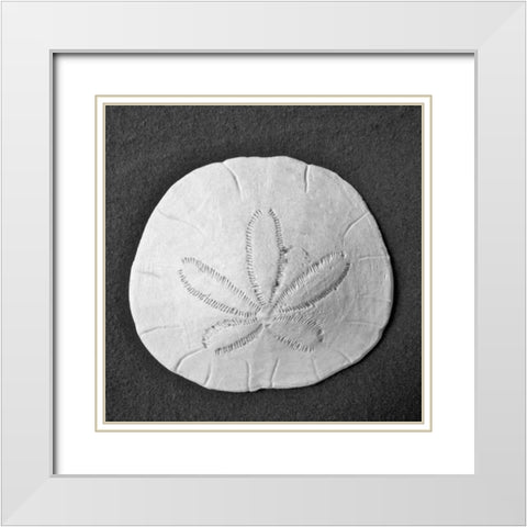 Sun Dollar II White Modern Wood Framed Art Print with Double Matting by Rodriguez, Jairo