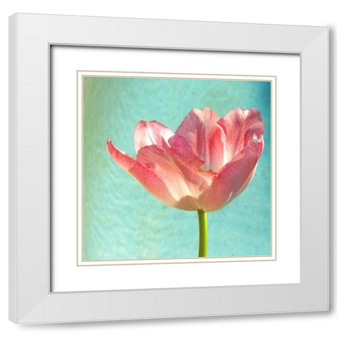 Pink Tulip White Modern Wood Framed Art Print with Double Matting by Peck, Gail