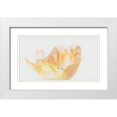 Happy Birthday White Modern Wood Framed Art Print with Double Matting by Peck, Gail