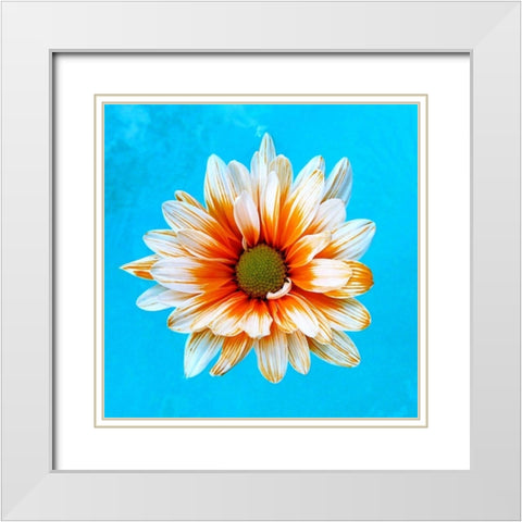 Peach Daisy White Modern Wood Framed Art Print with Double Matting by Peck, Gail