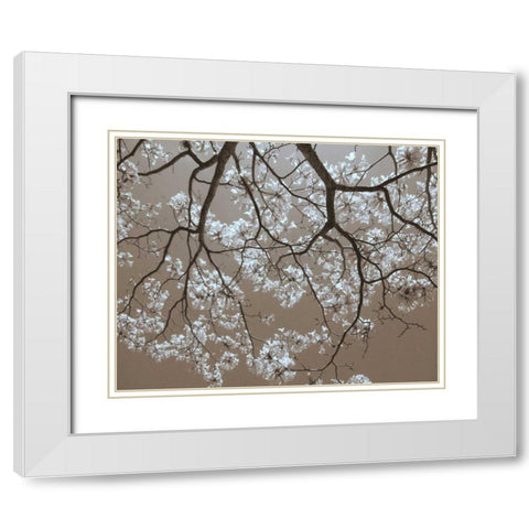 White Blossoms White Modern Wood Framed Art Print with Double Matting by Peck, Gail