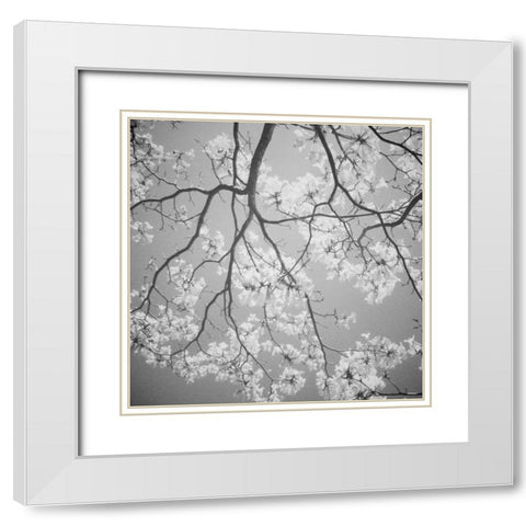 Blossoms on Gray I White Modern Wood Framed Art Print with Double Matting by Peck, Gail