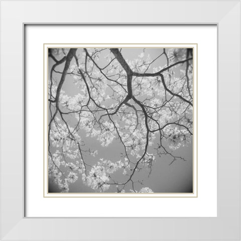 Blossoms on Gray II White Modern Wood Framed Art Print with Double Matting by Peck, Gail