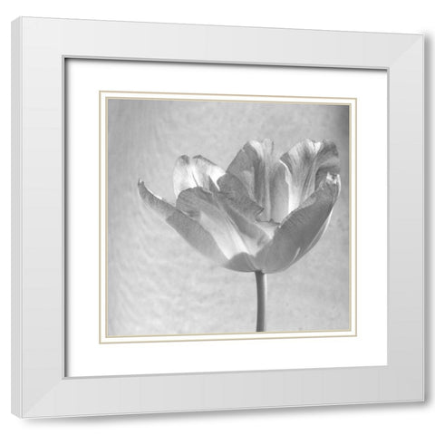 B-W Tulip White Modern Wood Framed Art Print with Double Matting by Peck, Gail