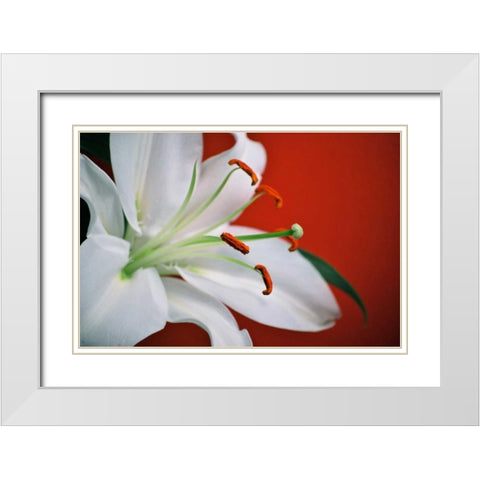 White Lily White Modern Wood Framed Art Print with Double Matting by Peck, Gail