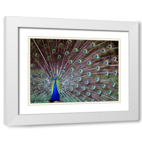 Wild Beauty I White Modern Wood Framed Art Print with Double Matting by Peck, Gail