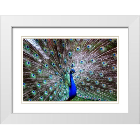 Wild Beauty II White Modern Wood Framed Art Print with Double Matting by Peck, Gail
