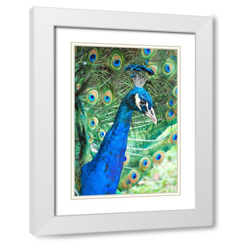 Royally Blue II White Modern Wood Framed Art Print with Double Matting by Peck, Gail