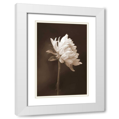 Sepia Flower I White Modern Wood Framed Art Print with Double Matting by Peck, Gail