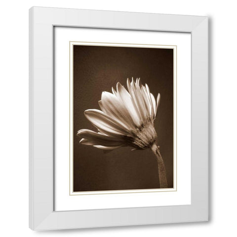 Sepia Flower II White Modern Wood Framed Art Print with Double Matting by Peck, Gail