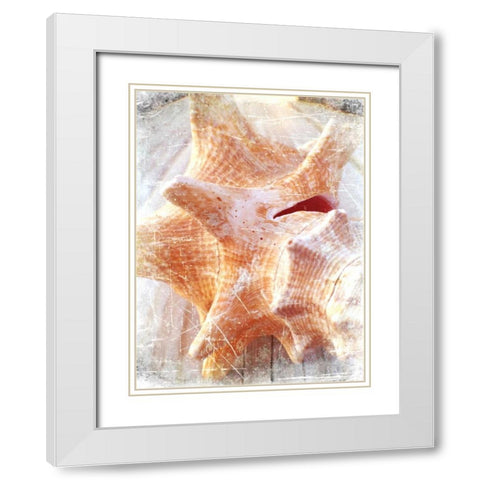 Conch I White Modern Wood Framed Art Print with Double Matting by Saghini, Lisa Hill