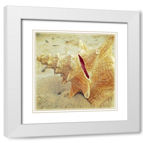 Conch White Modern Wood Framed Art Print with Double Matting by Saghini, Lisa Hill