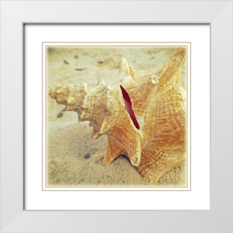 Conch White Modern Wood Framed Art Print with Double Matting by Saghini, Lisa Hill