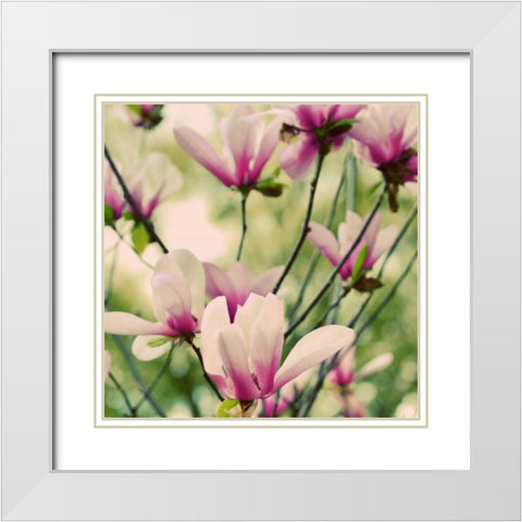 Fragile Pink Daisies White Modern Wood Framed Art Print with Double Matting by Peck, Gail