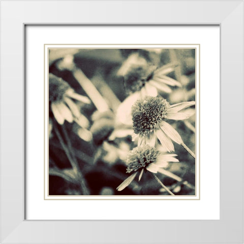 Fragile Daisies I White Modern Wood Framed Art Print with Double Matting by Peck, Gail