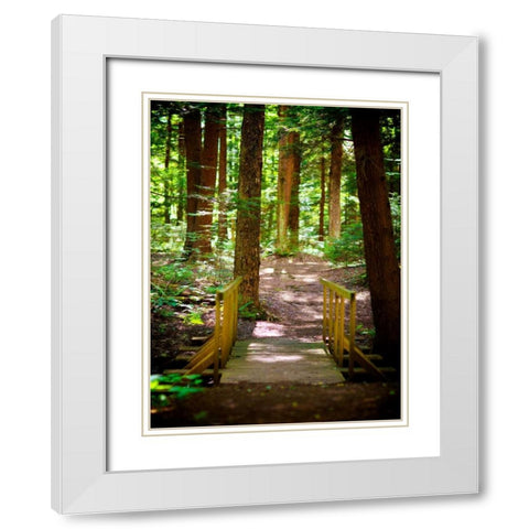 Forest Park Path White Modern Wood Framed Art Print with Double Matting by Bryant, Susan