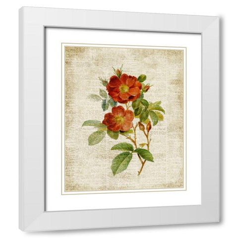 Roses on Newsprint II White Modern Wood Framed Art Print with Double Matting by Loreth, Lanie
