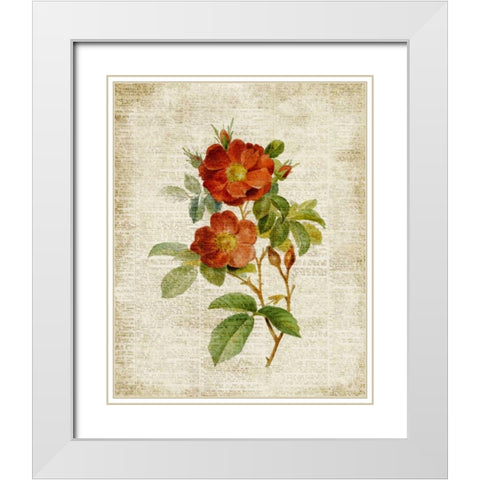 Roses on Newsprint II White Modern Wood Framed Art Print with Double Matting by Loreth, Lanie