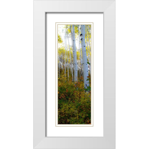 Aspen in the Day II White Modern Wood Framed Art Print with Double Matting by Mansfield, Kathy