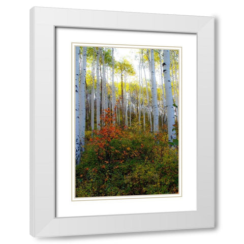 Aspen in the Day White Modern Wood Framed Art Print with Double Matting by Mansfield, Kathy