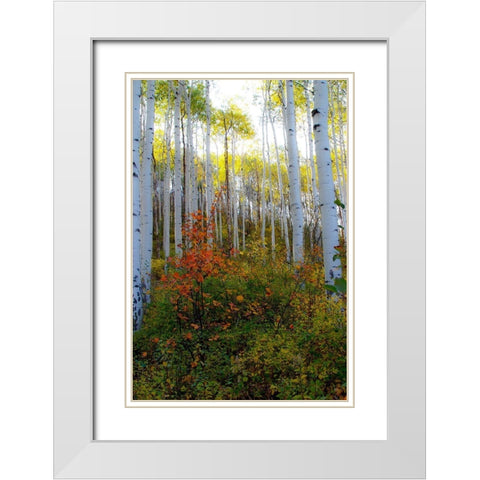 Aspen in the Day White Modern Wood Framed Art Print with Double Matting by Mansfield, Kathy