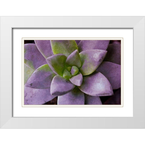 Purple Succulent I White Modern Wood Framed Art Print with Double Matting by Bryant, Susan