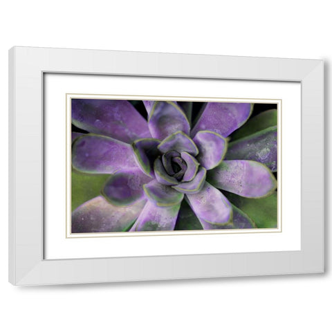 Purple Succulent II White Modern Wood Framed Art Print with Double Matting by Bryant, Susan