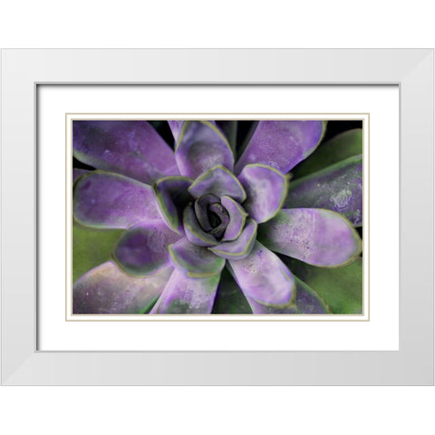 Purple Succulent II White Modern Wood Framed Art Print with Double Matting by Bryant, Susan