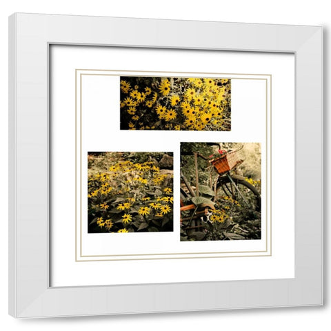 Gerber Daisy Garden Set White Modern Wood Framed Art Print with Double Matting by Nawrocke, Bruce