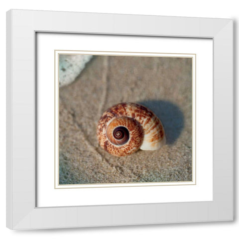 Sand Surf Shell White Modern Wood Framed Art Print with Double Matting by Schlabach, Sue