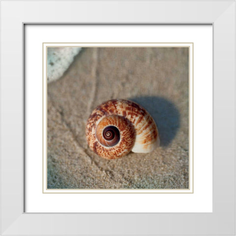 Sand Surf Shell White Modern Wood Framed Art Print with Double Matting by Schlabach, Sue