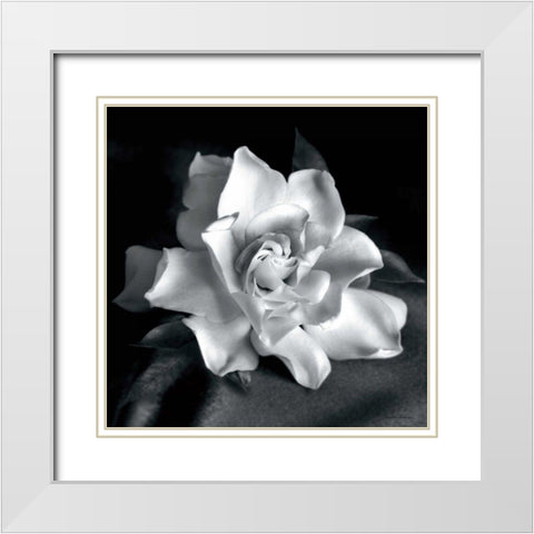 Gardenia White Modern Wood Framed Art Print with Double Matting by Van Swearingen, Debra