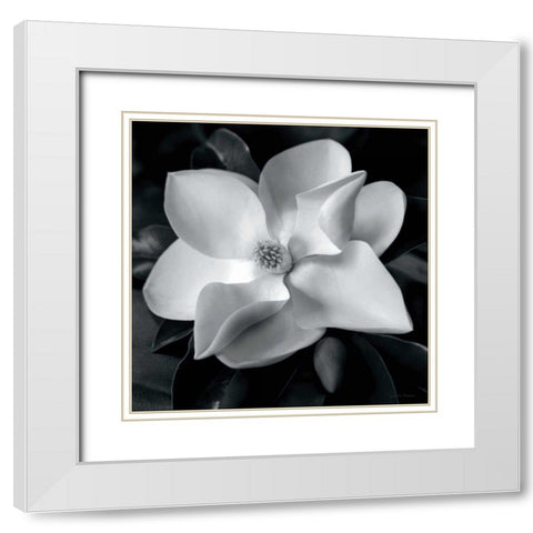Magnolia White Modern Wood Framed Art Print with Double Matting by Van Swearingen, Debra