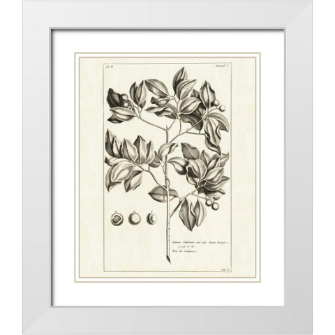 Tropical Leaf Study II White Modern Wood Framed Art Print with Double Matting by Wild Apple Portfolio