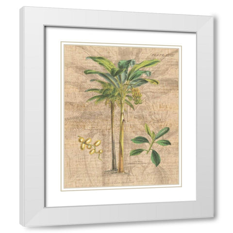 Palm Study I White Modern Wood Framed Art Print with Double Matting by Wild Apple Portfolio