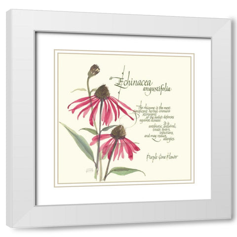 Echinacea White Modern Wood Framed Art Print with Double Matting by Paschke, Chris