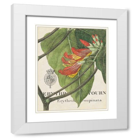 Botanique Tropicale I White Modern Wood Framed Art Print with Double Matting by Wild Apple Portfolio