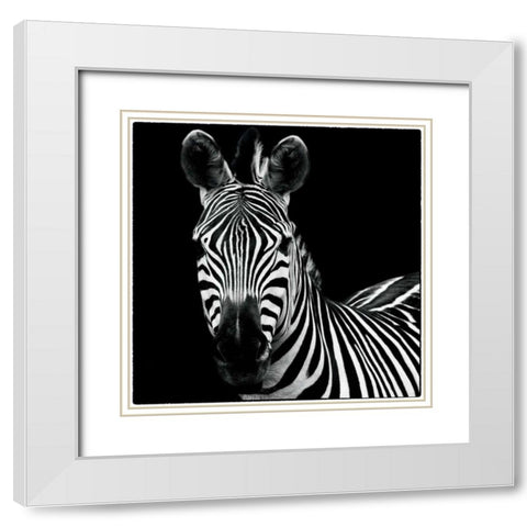 Zebra II Square White Modern Wood Framed Art Print with Double Matting by Van Swearingen, Debra