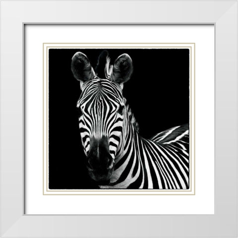 Zebra II Square White Modern Wood Framed Art Print with Double Matting by Van Swearingen, Debra