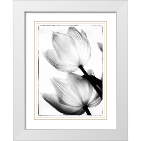 Translucent Tulips II White Modern Wood Framed Art Print with Double Matting by Van Swearingen, Debra