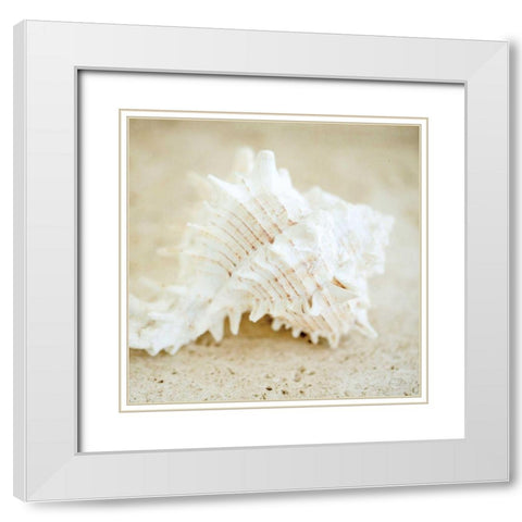 Seashore Shells II White Modern Wood Framed Art Print with Double Matting by Studio, Brookview