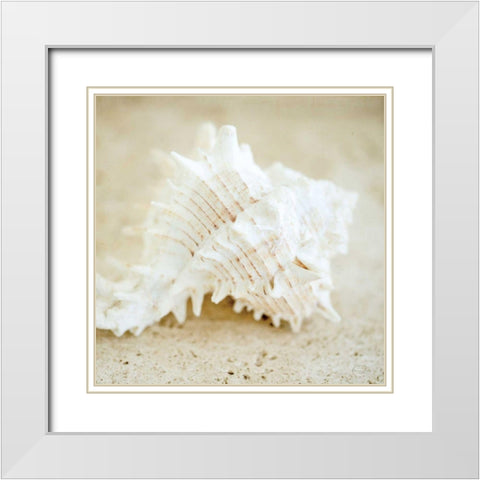 Seashore Shells II White Modern Wood Framed Art Print with Double Matting by Studio, Brookview