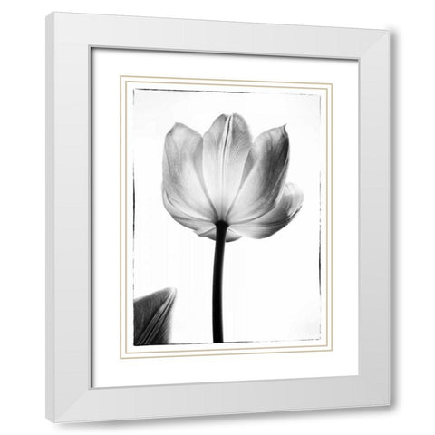 Translucent Tulips I White Modern Wood Framed Art Print with Double Matting by Van Swearingen, Debra